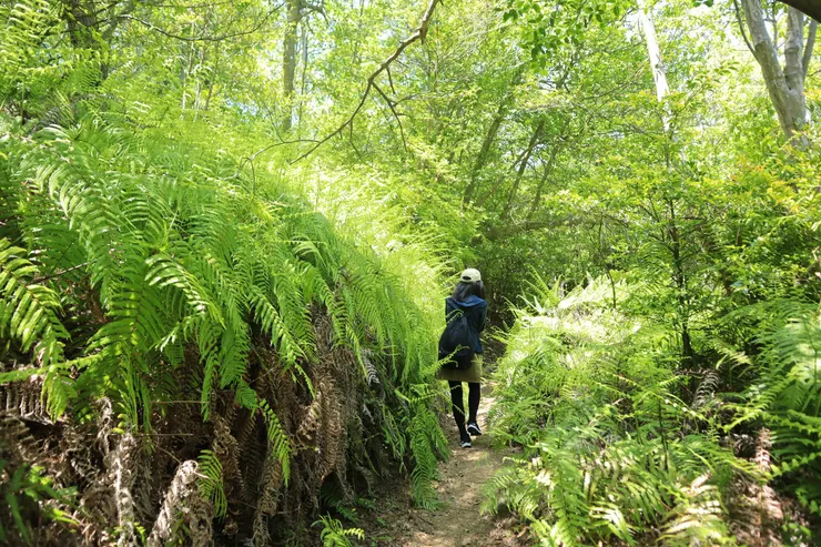這一帶草木茂盛