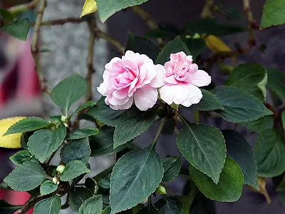 src