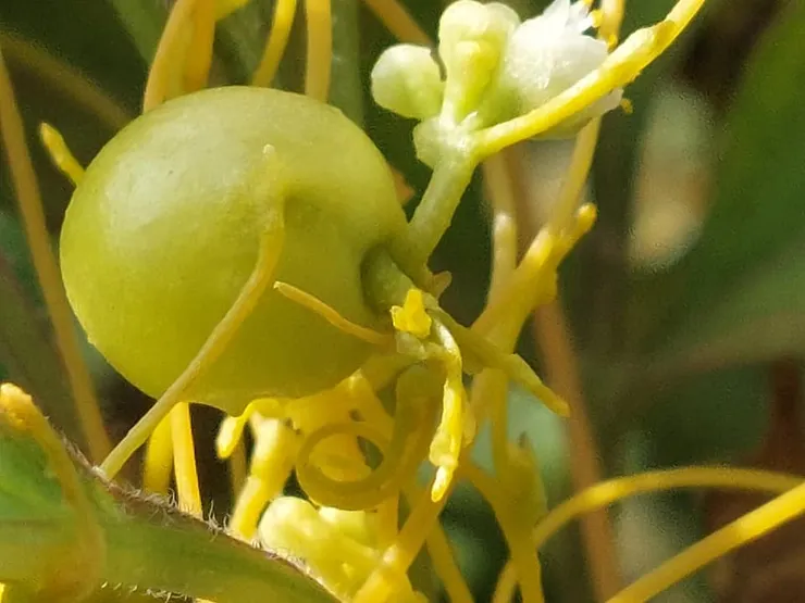 長得像一顆小葡萄的菟絲子蟲癭