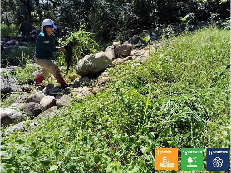 將移除的植體與殘莖斷梗移覆到遠離河道的區域,防止營養鹽回流水域