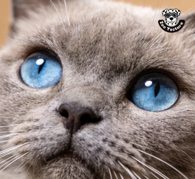 在貓咪的社交禮儀裡，你的「深情凝視」其實是一種「沒禮貌的挑釁」；而牠剛剛那個看似敷衍的轉頭與瞇眼，其實才是最高級別的「告白」。