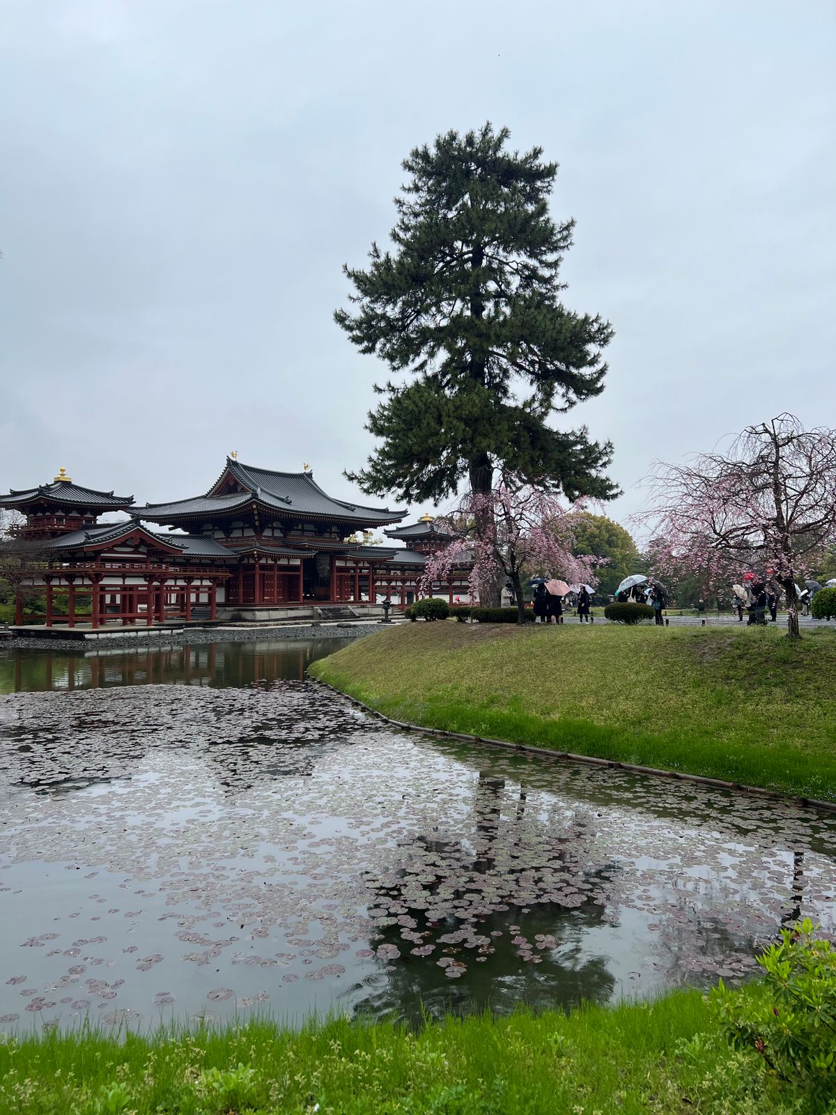 2026京都賞櫻攻略｜帶爸媽自由行：長輩友善景點（宇治平等院・月桂冠