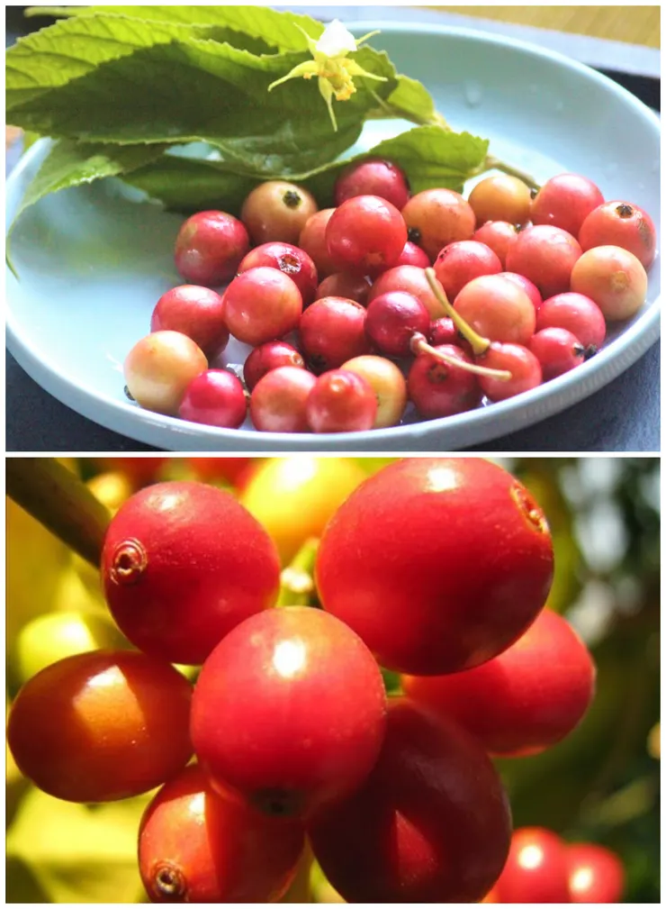 圖片上為南美假櫻桃果實，下為咖啡果實。台灣人認為南美假櫻桃的漿果長得像咖啡的果實，因此又稱之為「嘎逼」(咖啡台語)