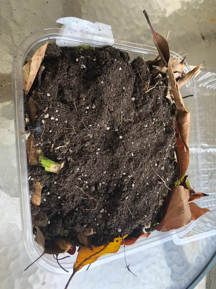 泥土平舖到廚餘上