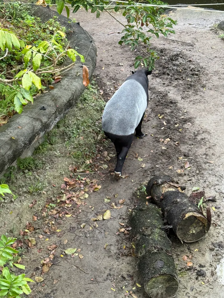 2026/02/17 馬來膜