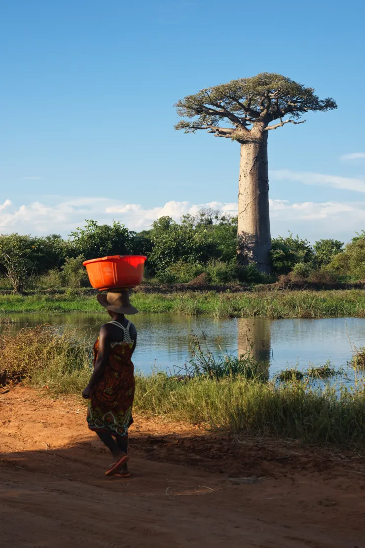 大猴麵包樹與馬達加斯加婦女