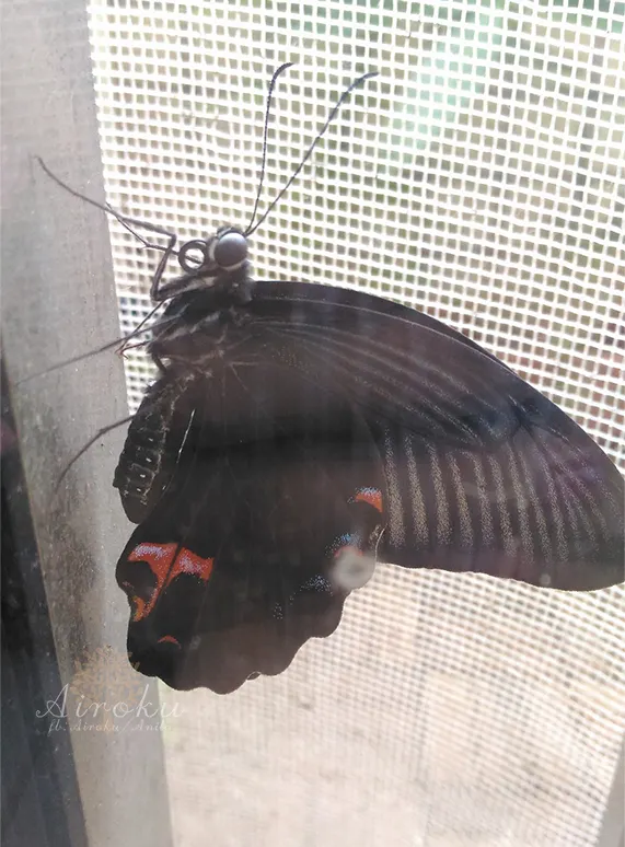 玉帶鳳蝶/小斑鳳蝶/紅紋鳳蝶