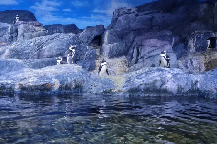 圖片取自 SEA LIFE Bangkok Ocean World 官方網站