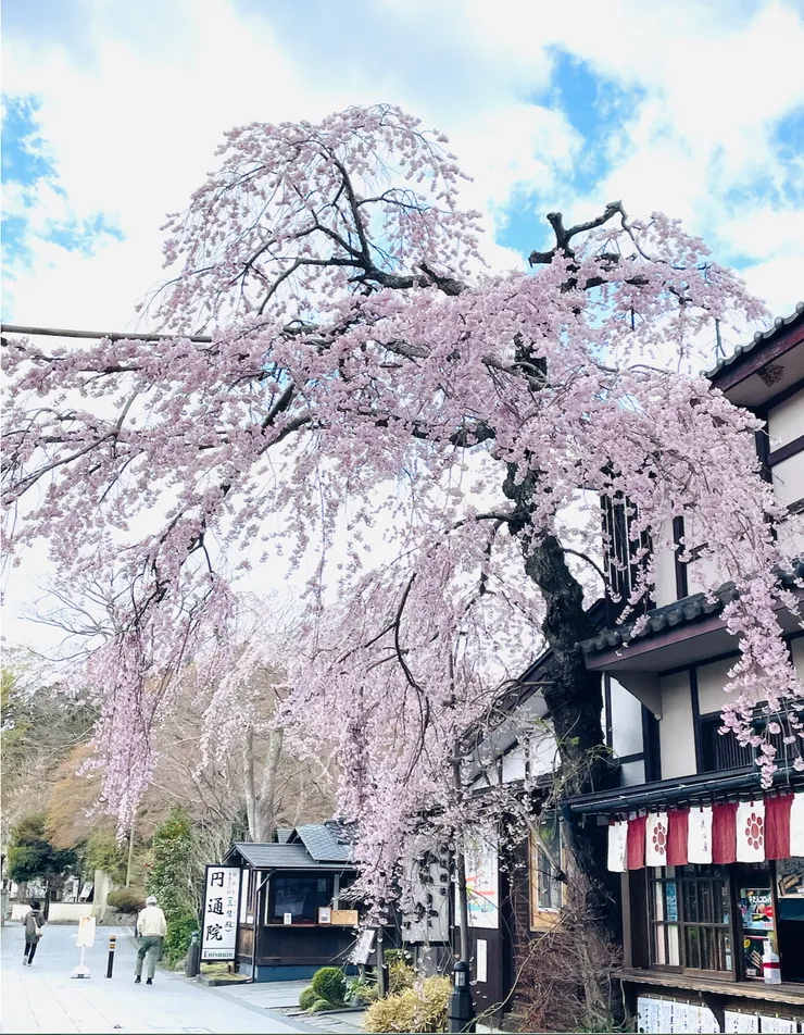 圓通院