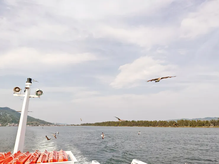 隨船伴飛的海鷗飛鷹
