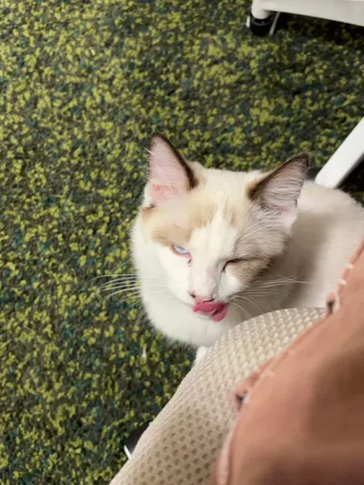 「領養代替購買」：我爲什麽選擇從貓舍帶回我的家人？