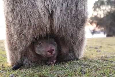 袋子裡的小袋熊