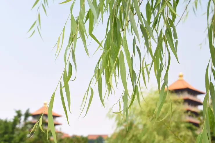 圖 / 佛光山佛陀紀念館、莊溪