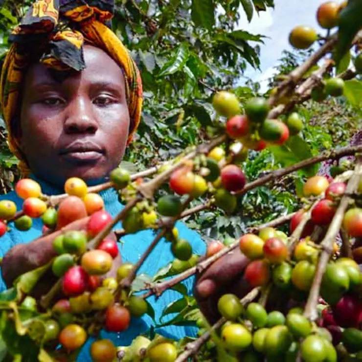  肯亞 奇安布的味蕾冒險！SL28、SL34的風味饗宴