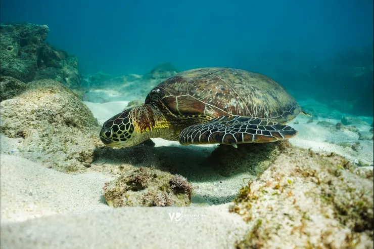 美人洞堪稱海龜最多的潛點，隨便低頭都可以捕捉到海龜。photo by VD Freediving ／@vdfreediving