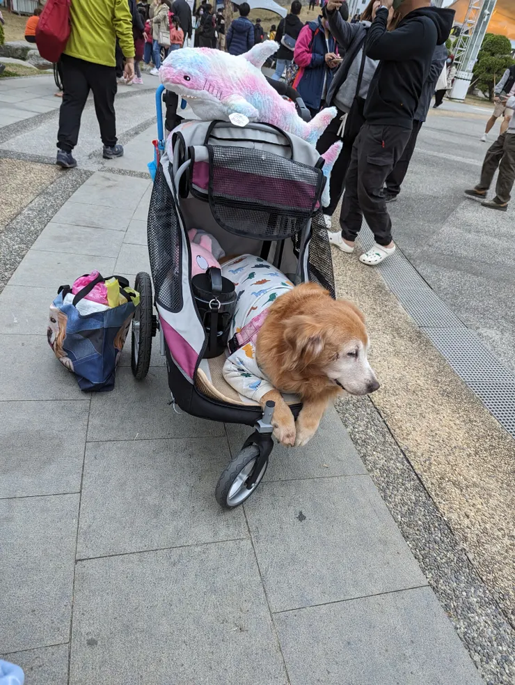 超大隻的黃金獵犬