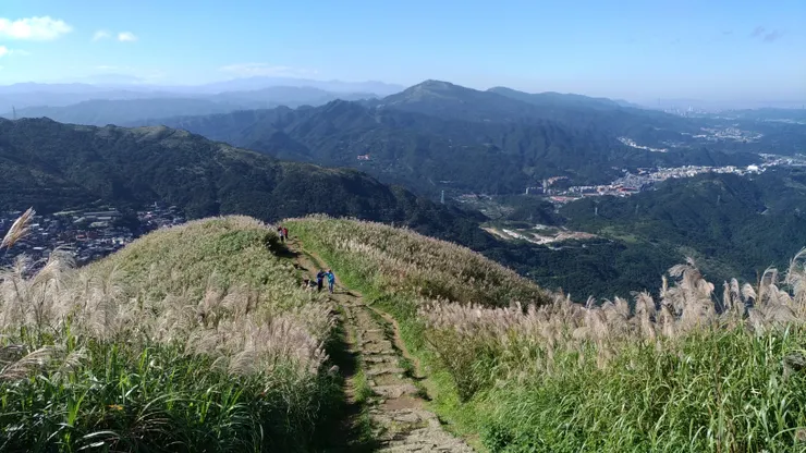 基隆山步道沿線滿布五節芒，蒼茫氣象令人讚嘆