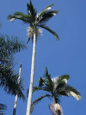 src