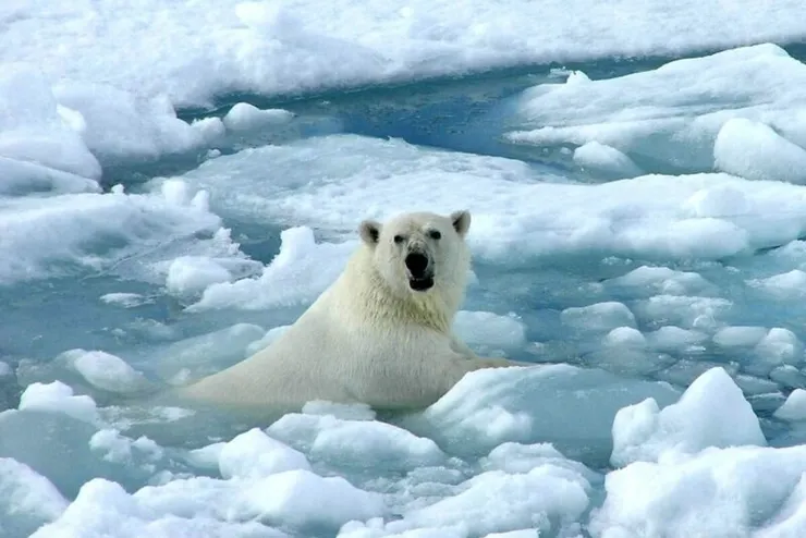 海豹呢？這個缺德導航@#$&……