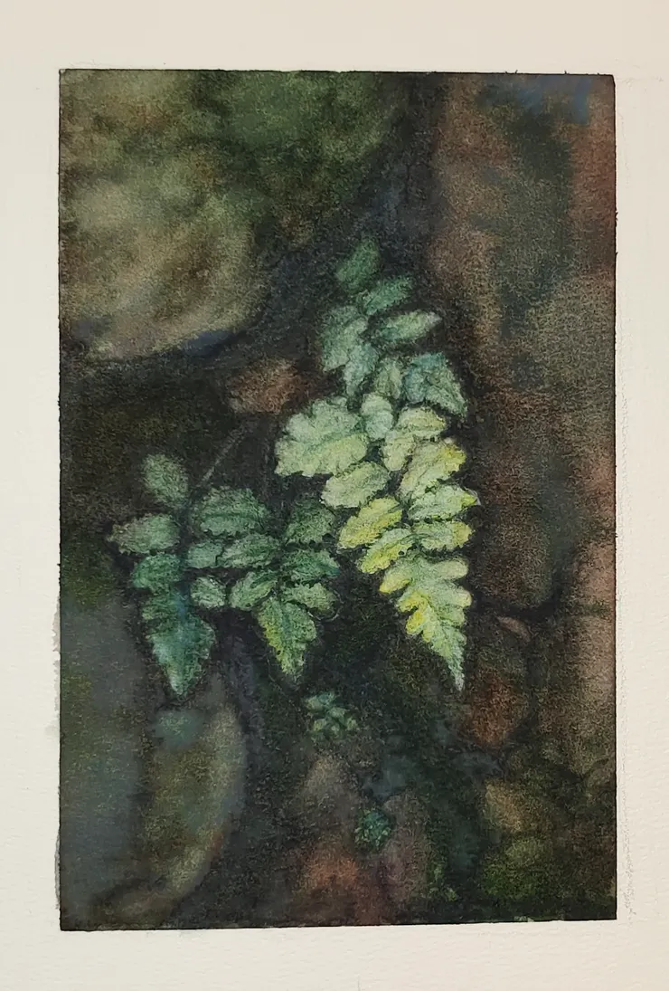 石縫之蕨，16開水彩，作者繪。