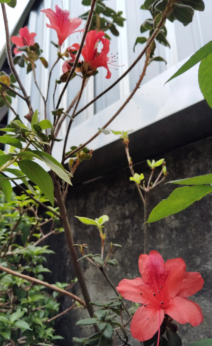 去年才跟烏來杜鵑「混植」在一起的金毛杜鵑，兩者今年相繼初開，但金毛較烏來晚了幾週才進入盛花期