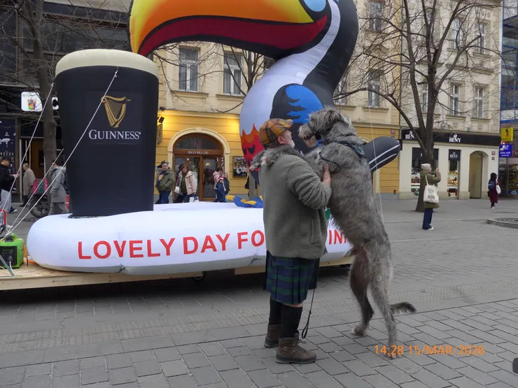 超大的狗正在向主人撒嬌