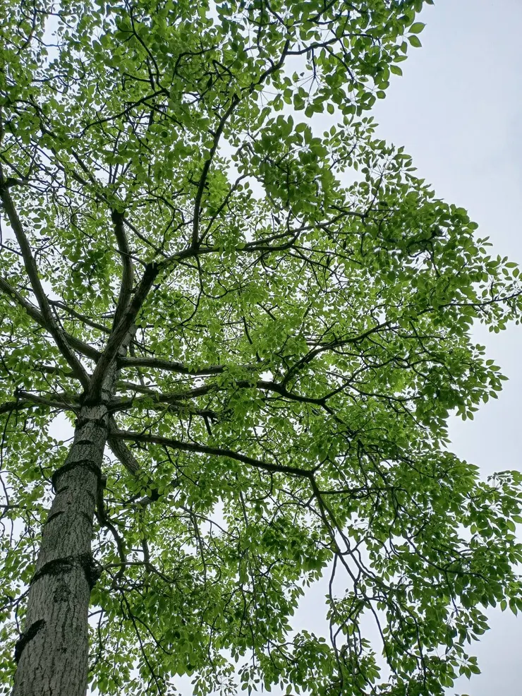 長出綠葉的英雄樹