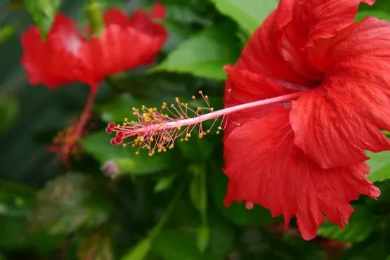 Minolta FA 50mmF3.5 micro