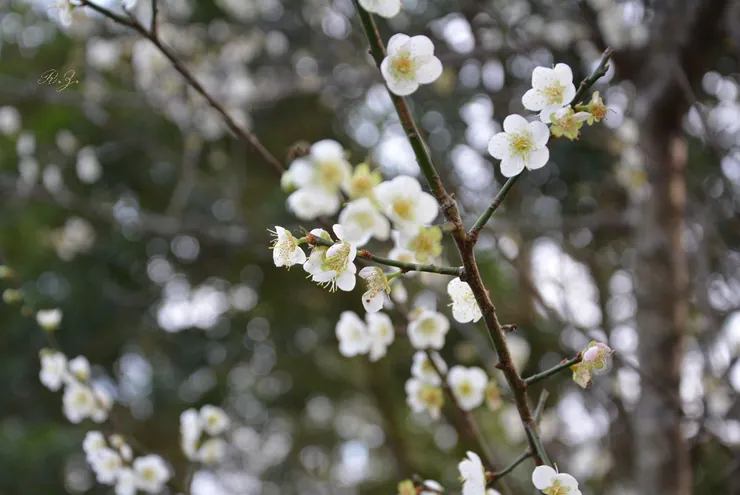 新年到了 ([陳傳義]拍攝)