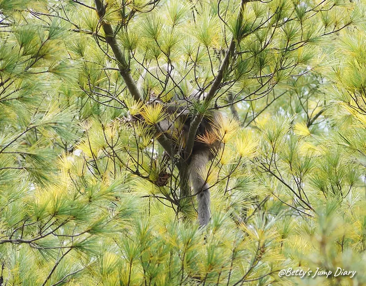 ▲台中「大雪山國家森林遊樂區」/圖片來源：Betty's Jump Diary