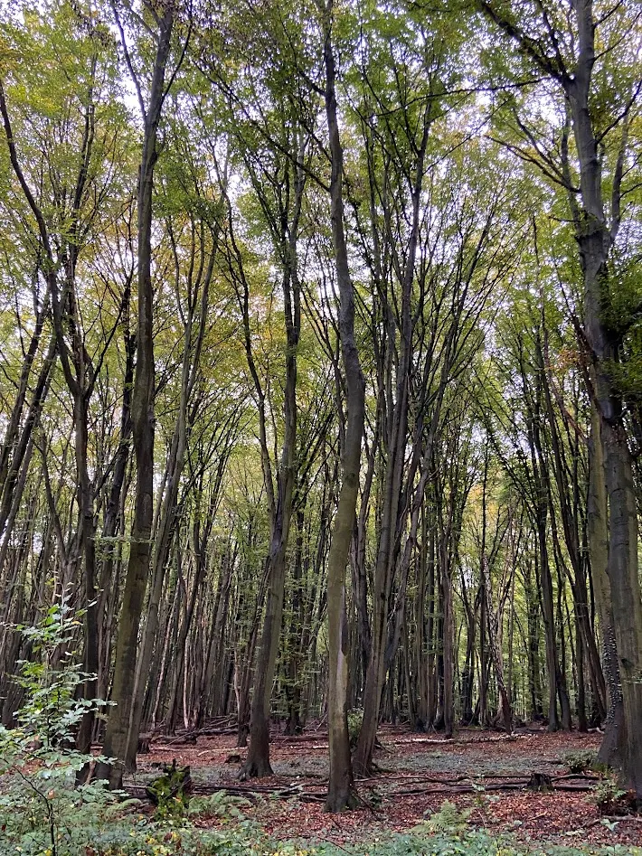 登山小徑路旁景色