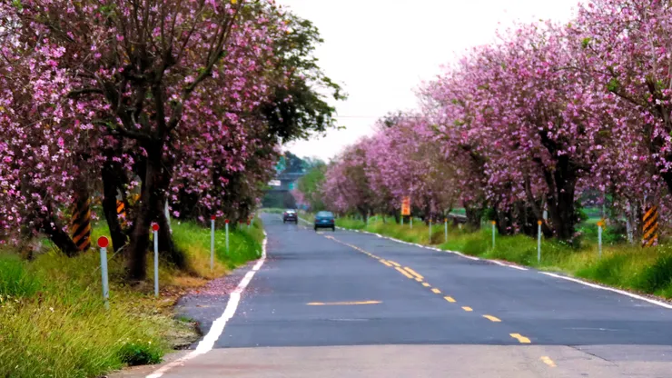 八田路三段 (171縣道)