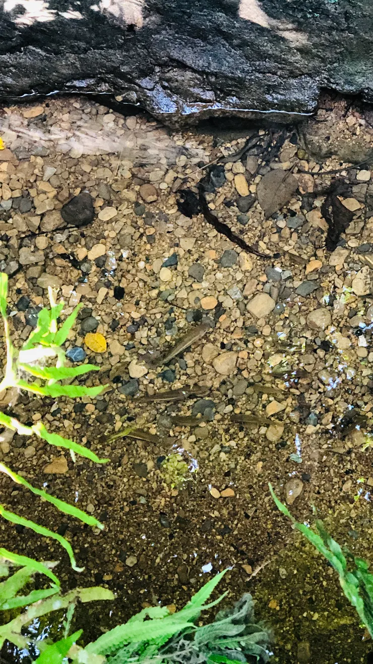 溪水清澈，還能看到小魚悠游。