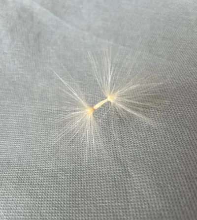 这是蒲公英吗？ 