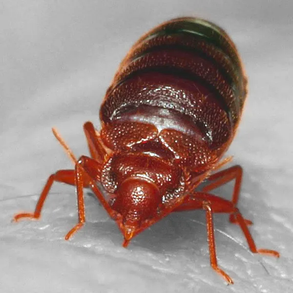臭蟲。By AJC1 from UK - Bed bug, Cimex lectularius, CC BY-SA 2.0