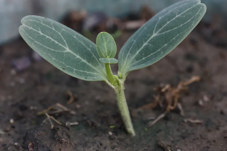 把西瓜芽嫁接到南瓜苗上頭