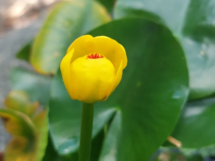 台灣萍蓬草的花雖然嬌小,但按比例來看,花梗其實蠻粗壯的,一點都不單薄。