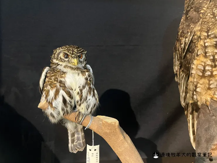 臺灣體型最小的貓頭鷹「鵂鶹」