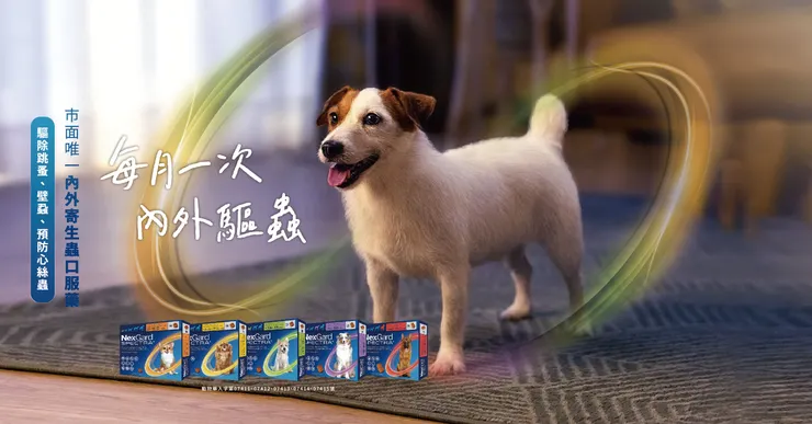 如何訓練你的狗-湯頭拔 狗狗訓練師 訓犬師 寵物訓練師