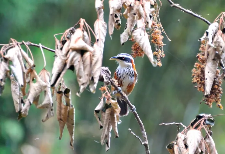 【共享每一個白天黑夜與這片山林 ，途中交會但覺人與物相親無猜嫌！小彎嘴】