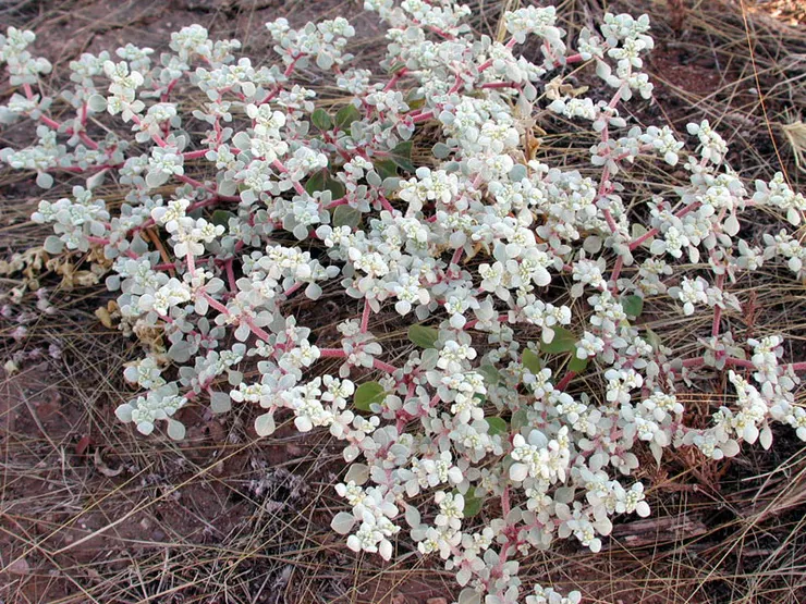 與潮籠草同屬的Tidestromia lanuginosa。By user:pompilid - Own work, CC BY-SA 3.0