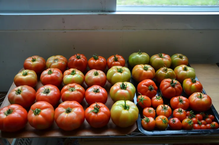 六七個不同品種的蕃茄