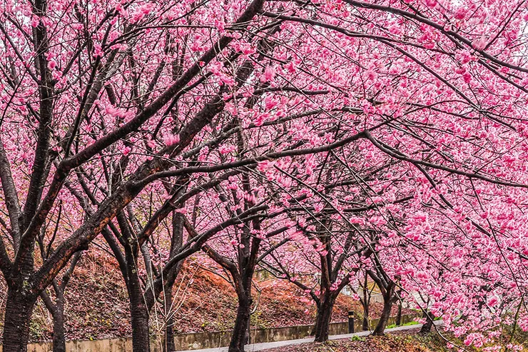 Source：Shutterstock