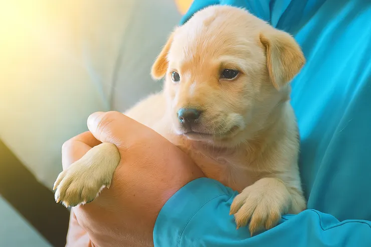 請以領養代替購買，中途之家有許多可愛小幼犬等待認養！