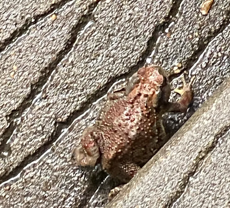 階梯裡的韓國蟾蜍