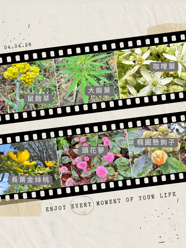 尼泊爾植物集錦