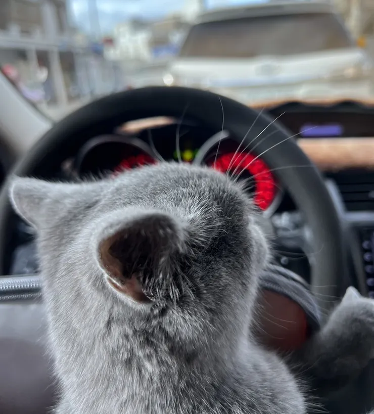 嘎逼在方向盤前面。