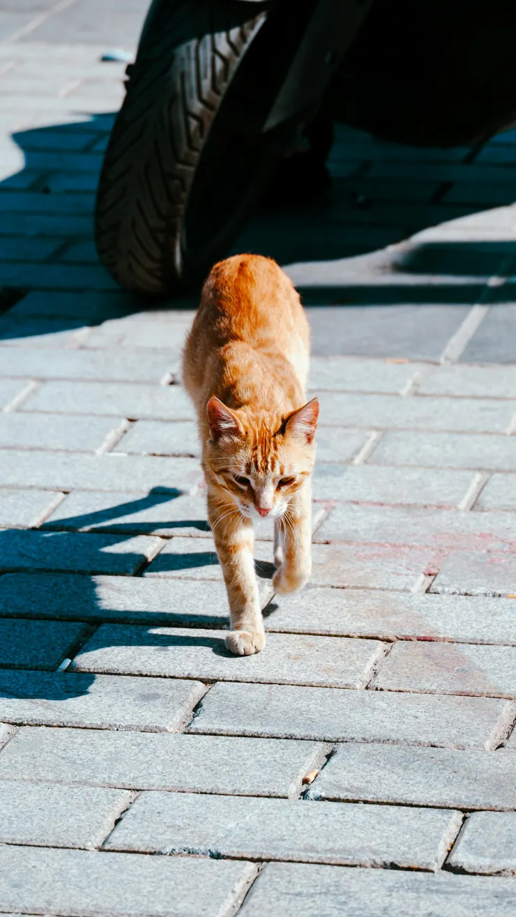 「牠不急，也不怕，只是一步一步地走。就像我們內心的勇氣，不喧嘩，但始終向前。」