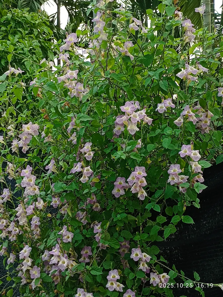 寬葉十萬錯！平生首驚見其高已越二公尺！