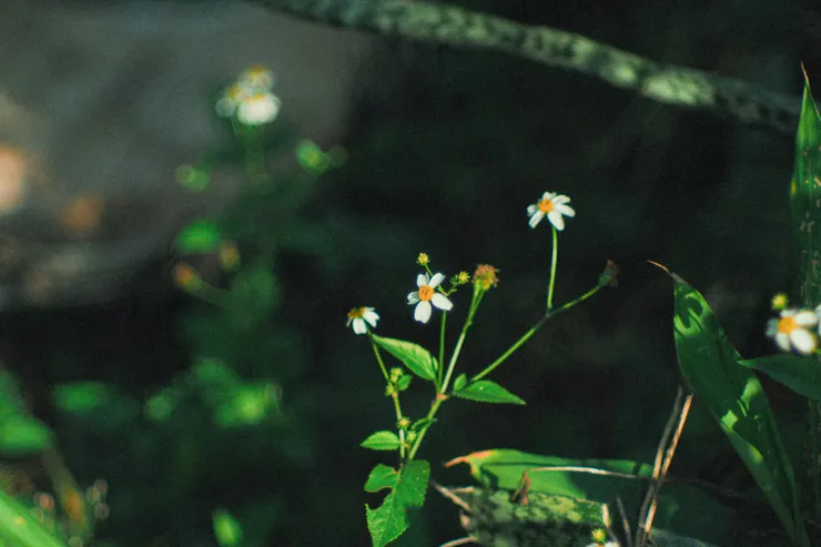 外婆家菜園的雜草